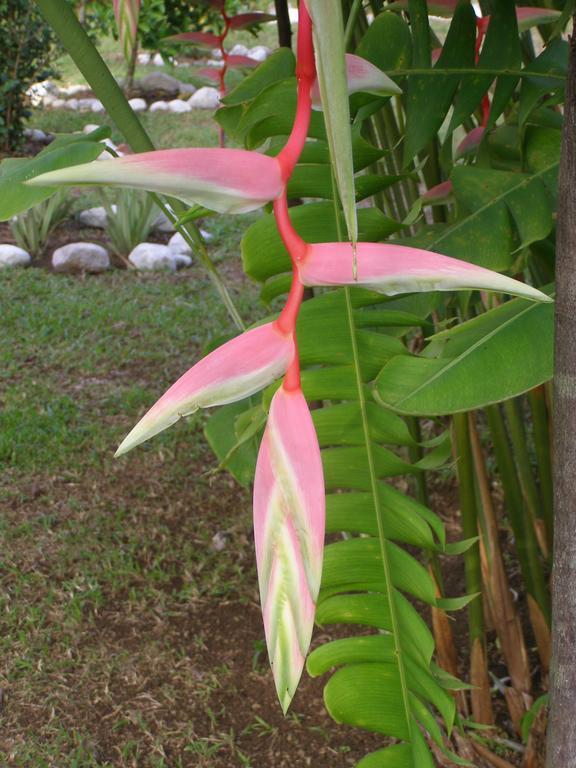 Finca Kobo Palo Seco エクステリア 写真